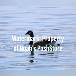 Goose in Water Photograph